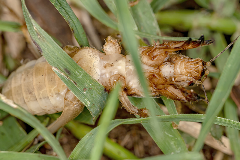Lawn Pest Control